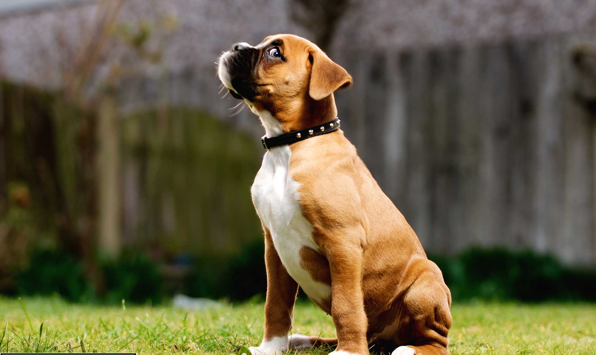 Boxer Puppy Wallpaper Desktop HD. All Puppies Picture and Wallpaper