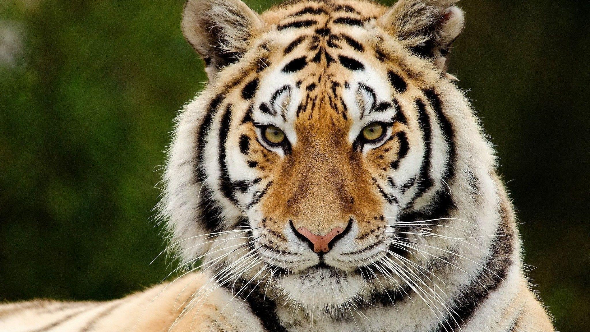 Big Face Of Tiger HD Wallpaper