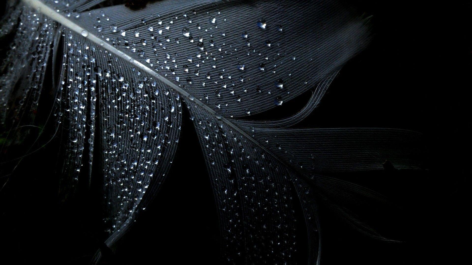 Wet dark feather Wallpaper #