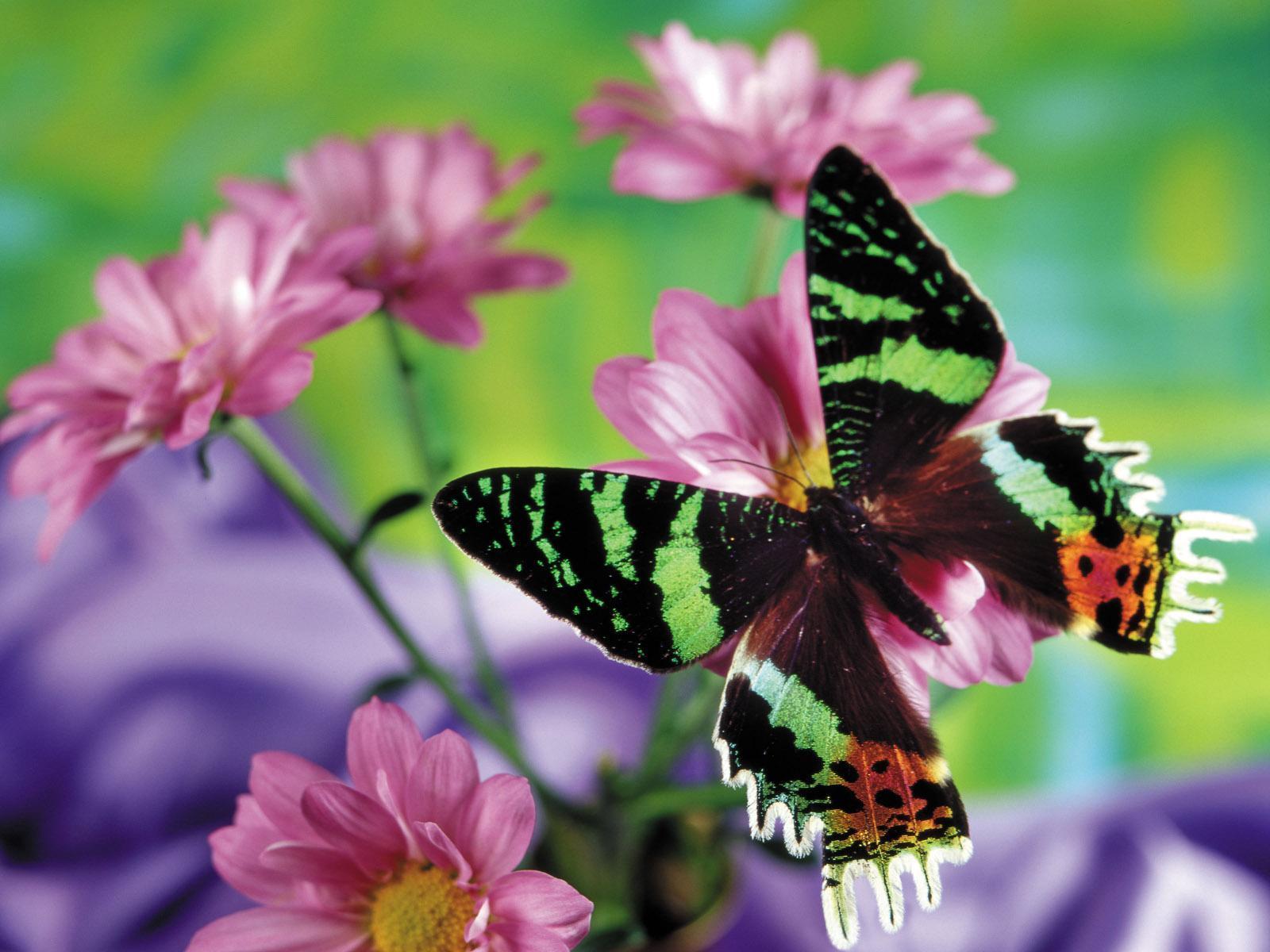 flower and butterfly free image wallpaper