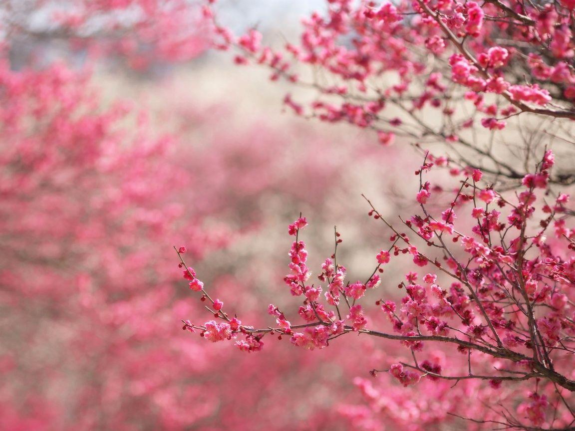 Wallpaper For > Desktop Background Cherry Blossom
