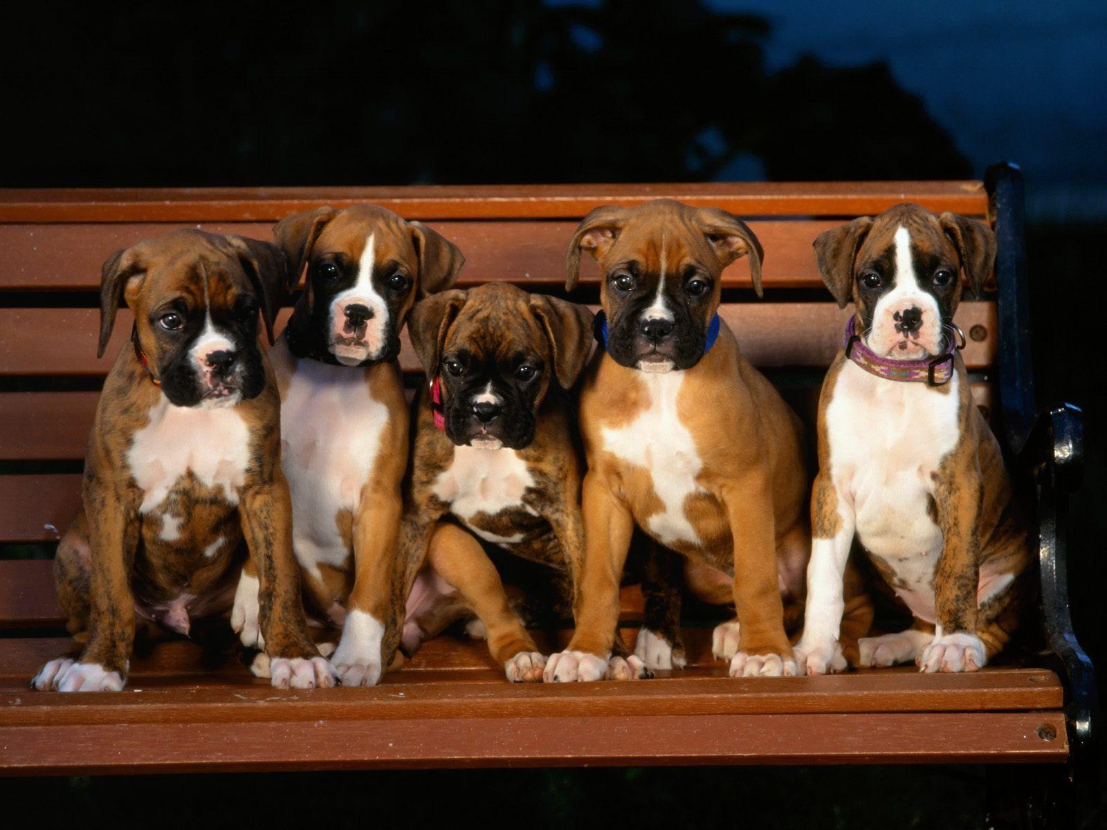 Boxer Dog Desktop Wallpaper. Boxer Dog HD Image