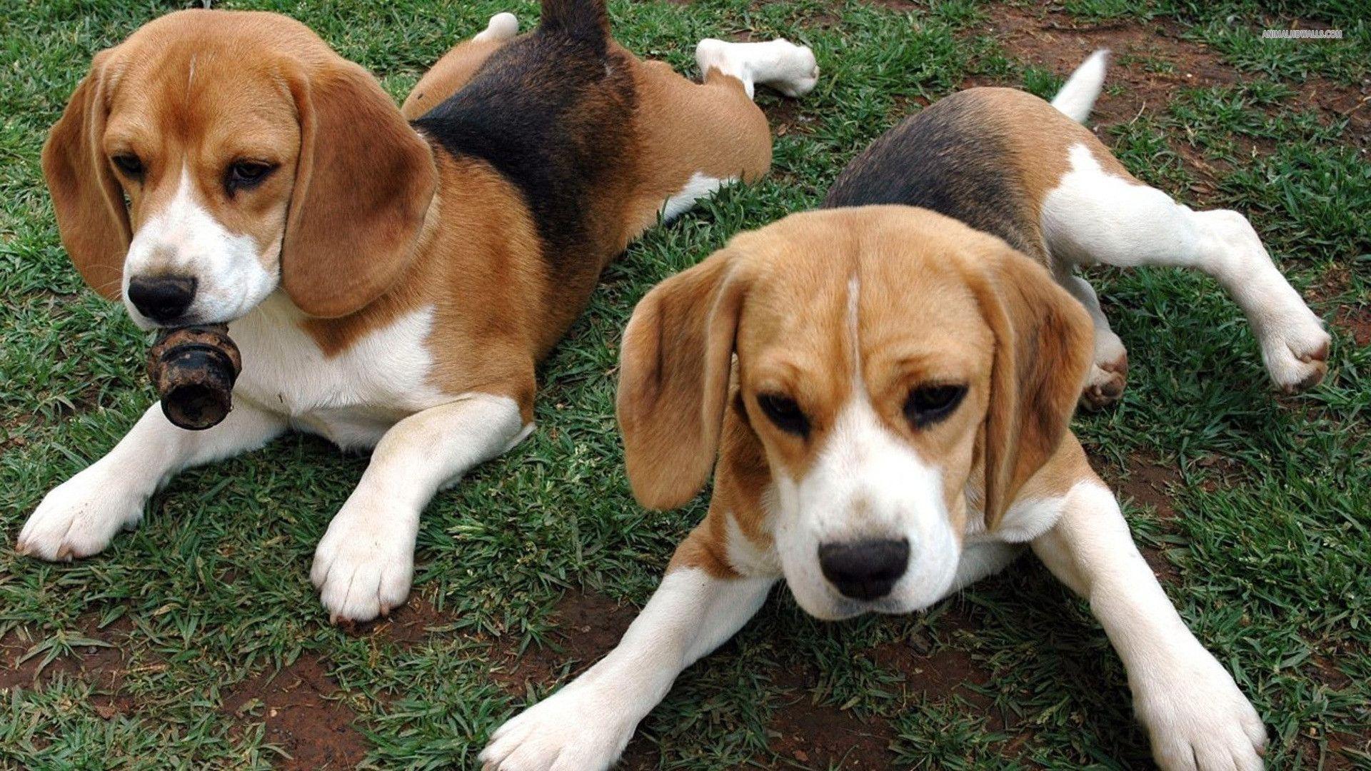 Beagle puppies wallpaper #