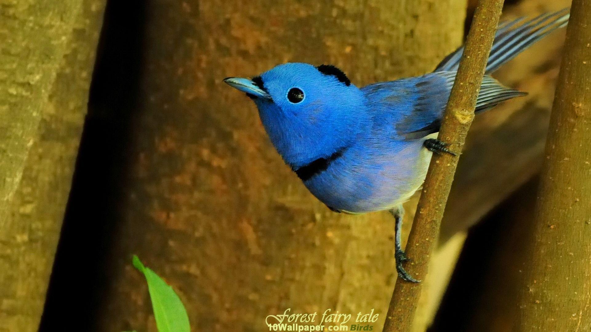 Blue Bird Wallpapers Wallpaper Cave