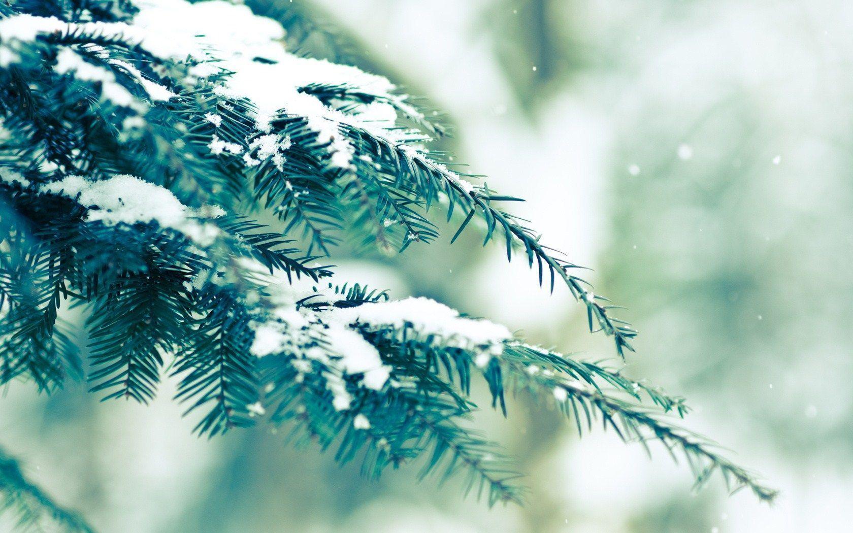 Snowfall Fir Tree Winter Nature HD Wallpaper