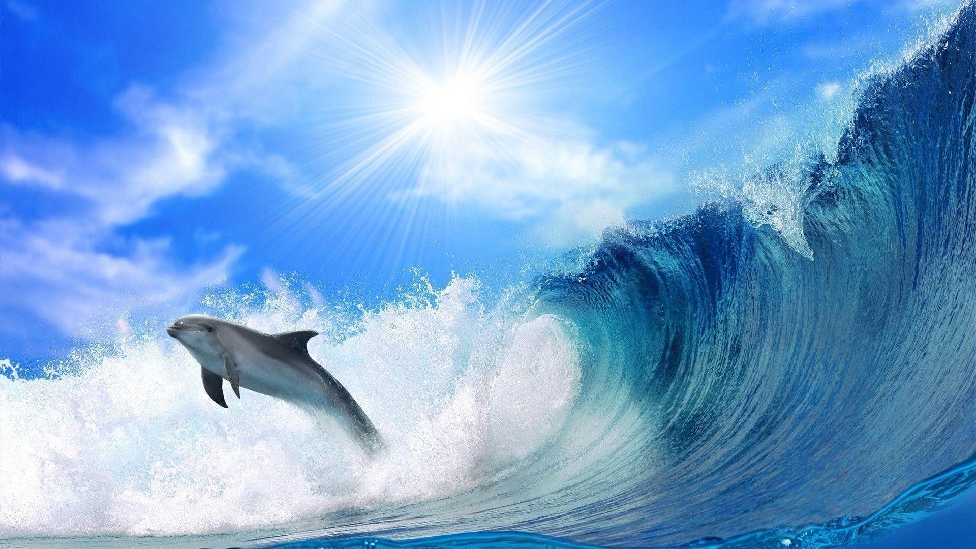 Dolphin Wave wallpaper Wide or HD