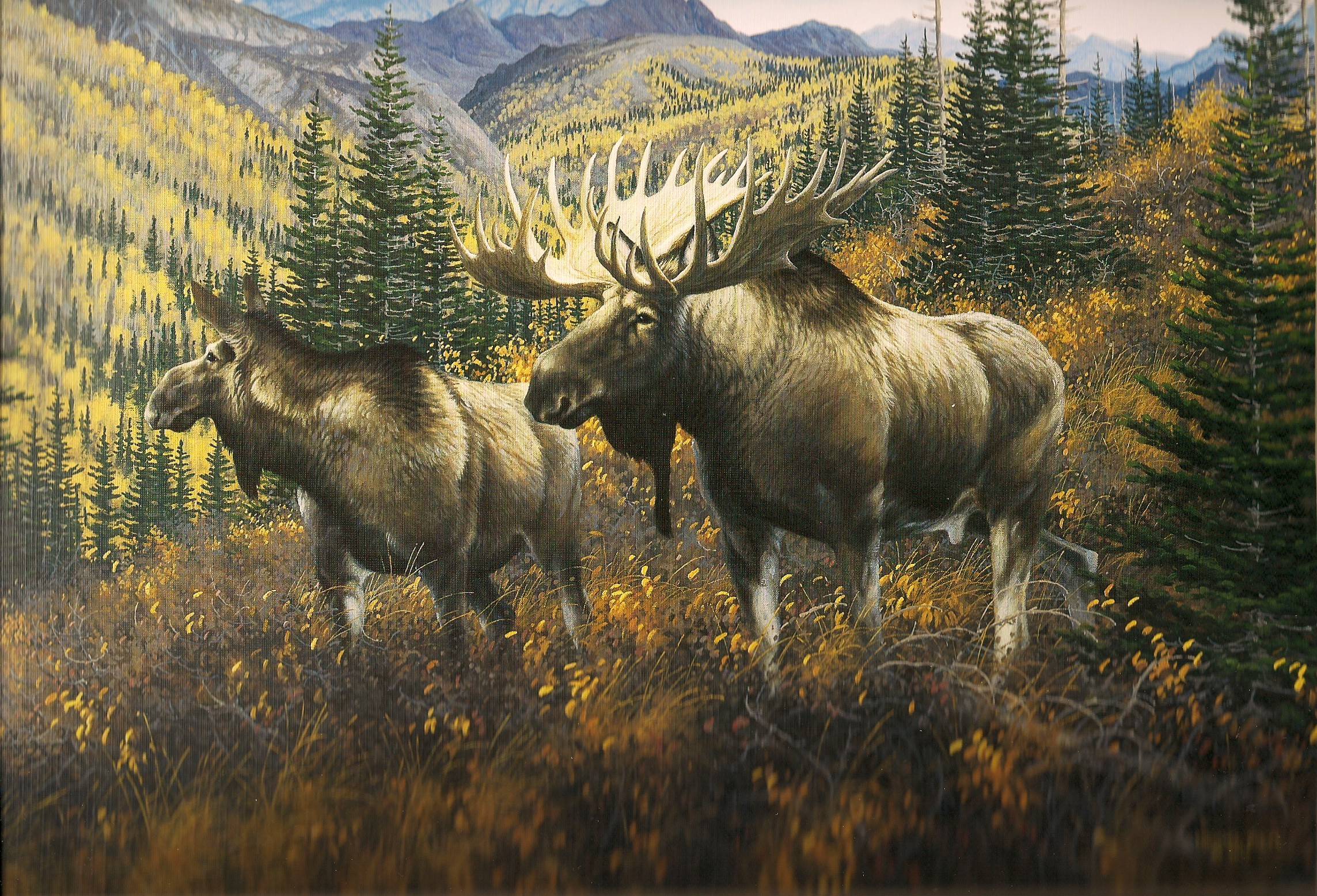 Wallpaper For > Bull Moose Wallpaper