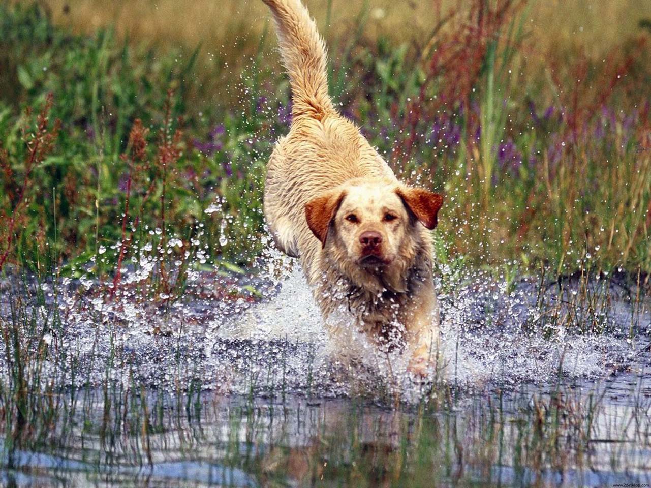Hunting Dogs Breeds Wallpaper. Free Download Wallpaper Desktop