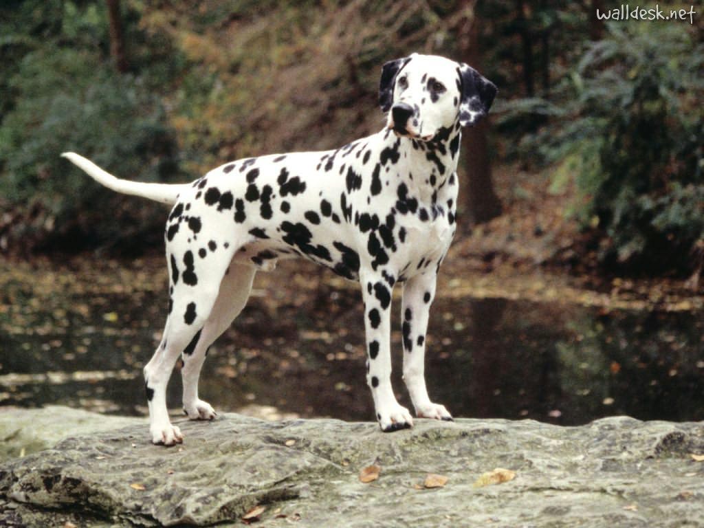 Dalmatian Dog HD Wallpaper. Pet Dog Dalmatian Desktop Wallpaper