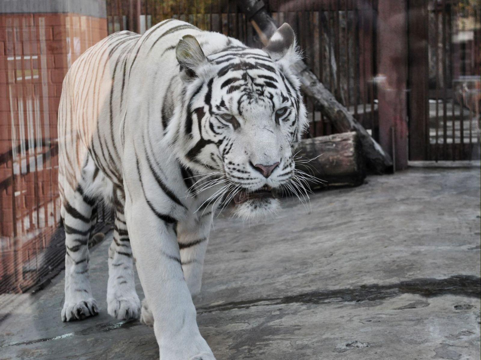 Free Download White Tiger HD Wallpaper in 1600x1200 resolutions