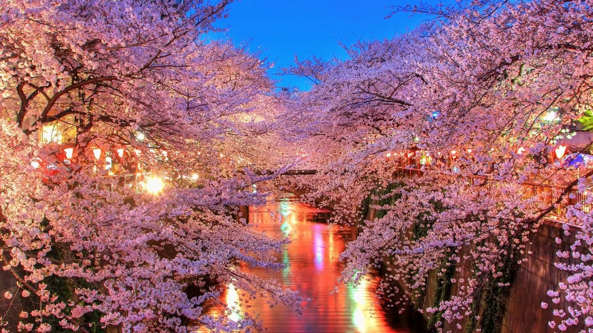 Free Cherry Blossoms City Lights Wallpaper, Free Cherry Blossoms