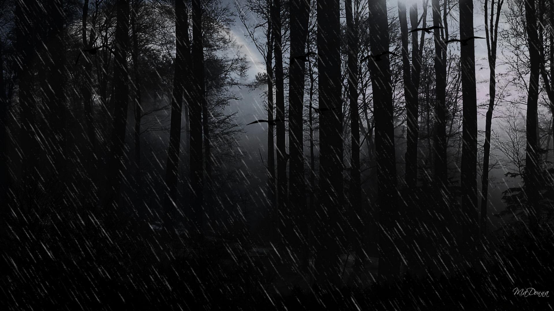 Wallpaper Dark Evil Rain Showers Forest Trees 1920x1080PX