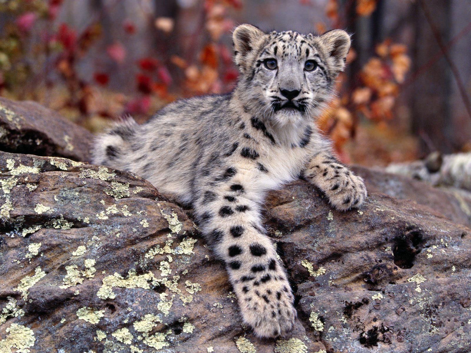 Wallpaper For > Baby Snow Leopard With Blue Eyes Wallpaper
