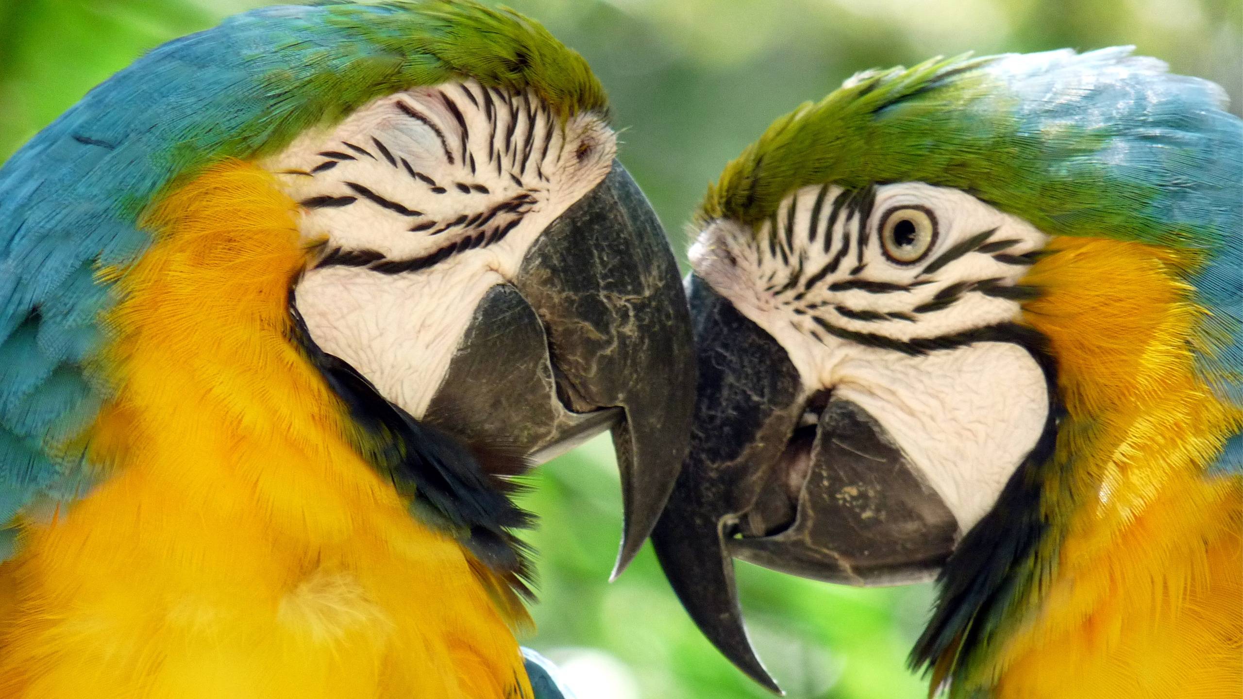 Breeding Macaw Parrots Wallpaper In 2560x1440 Resolution Free