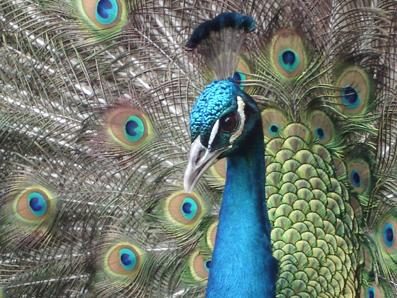 Peacock HD Wallpaper Wallpaper Inn