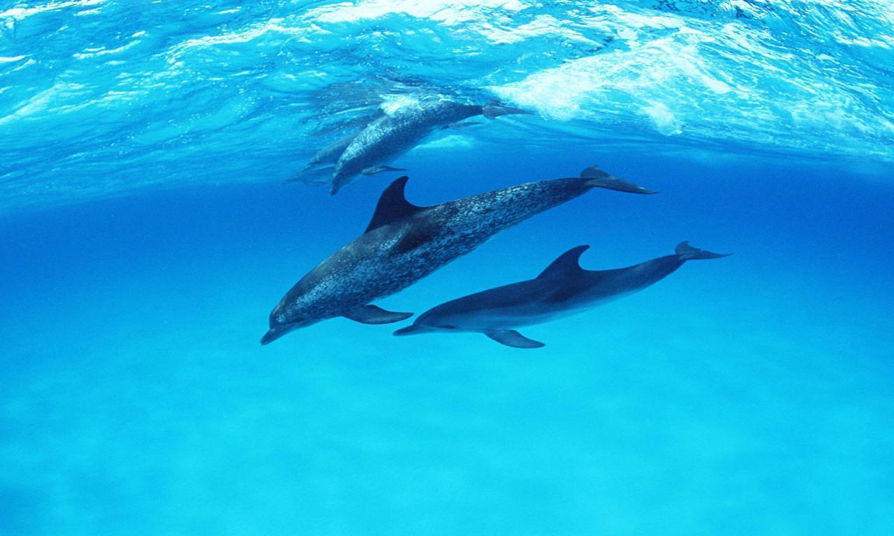 Animals For > Cute Baby Dolphins Wallpaper