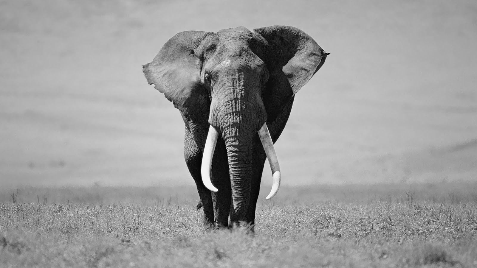 Black and white elephant wallpaper. HD Animals Wallpaper