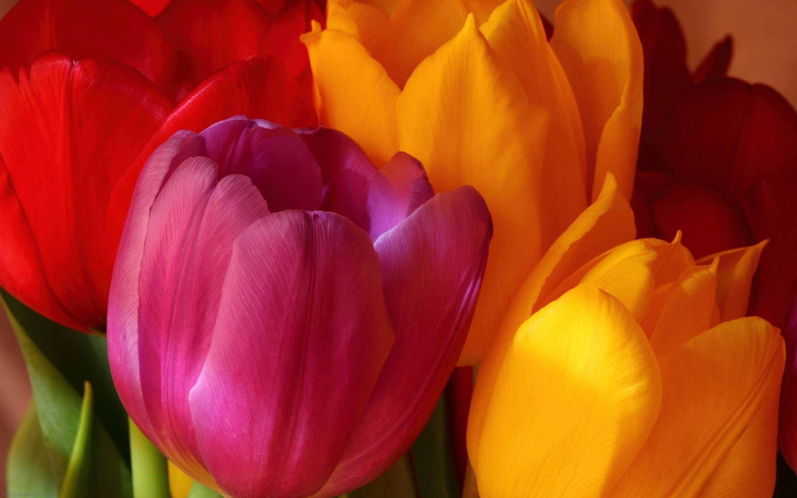 Yellow Pink Red Tulips Wallpaper