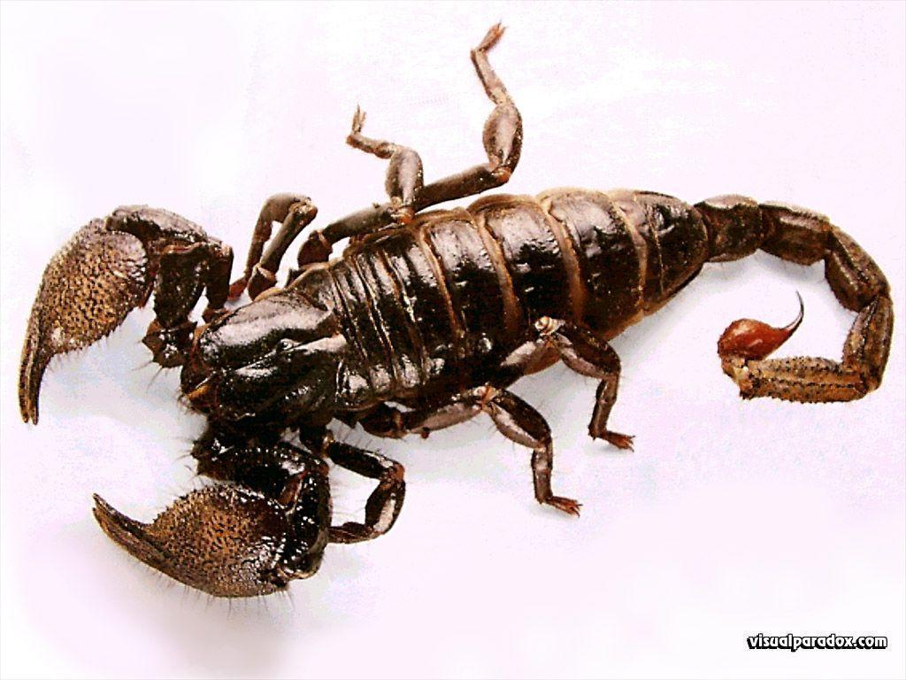 Scorpion, Animals Wallpaper