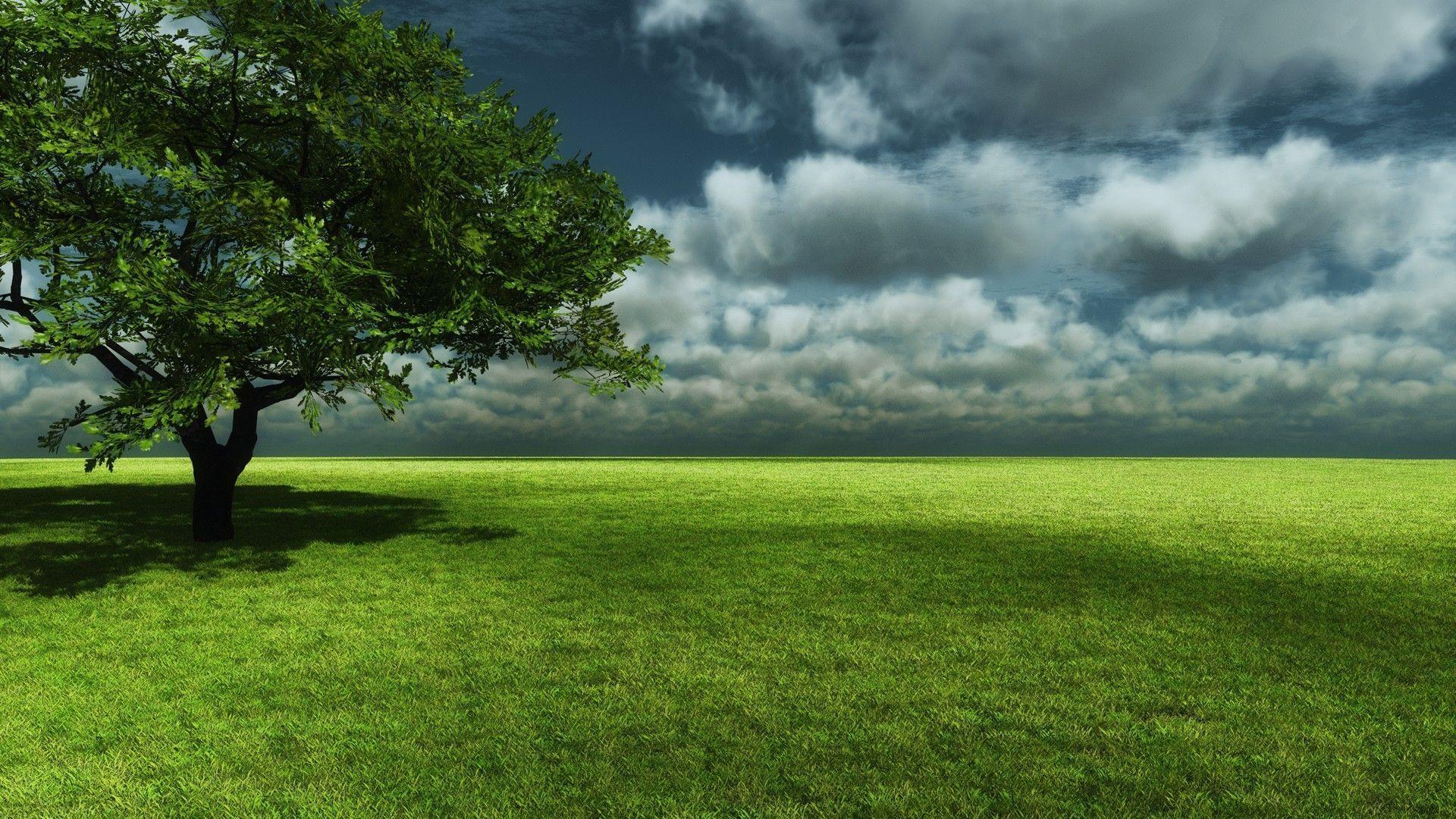 tree wallpaper background Search Engine