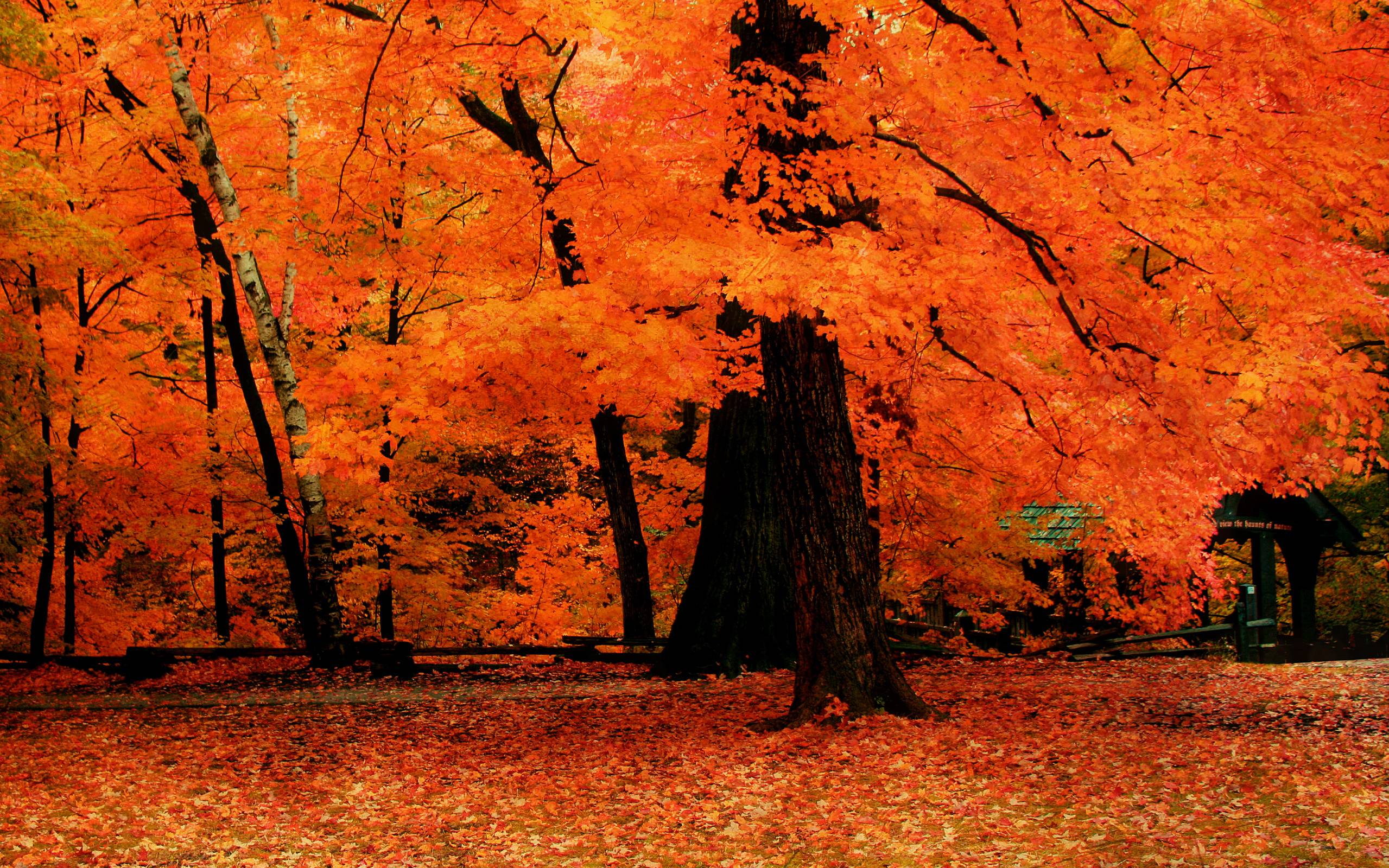 Fall Trees Wallpapers - Wallpaper Cave