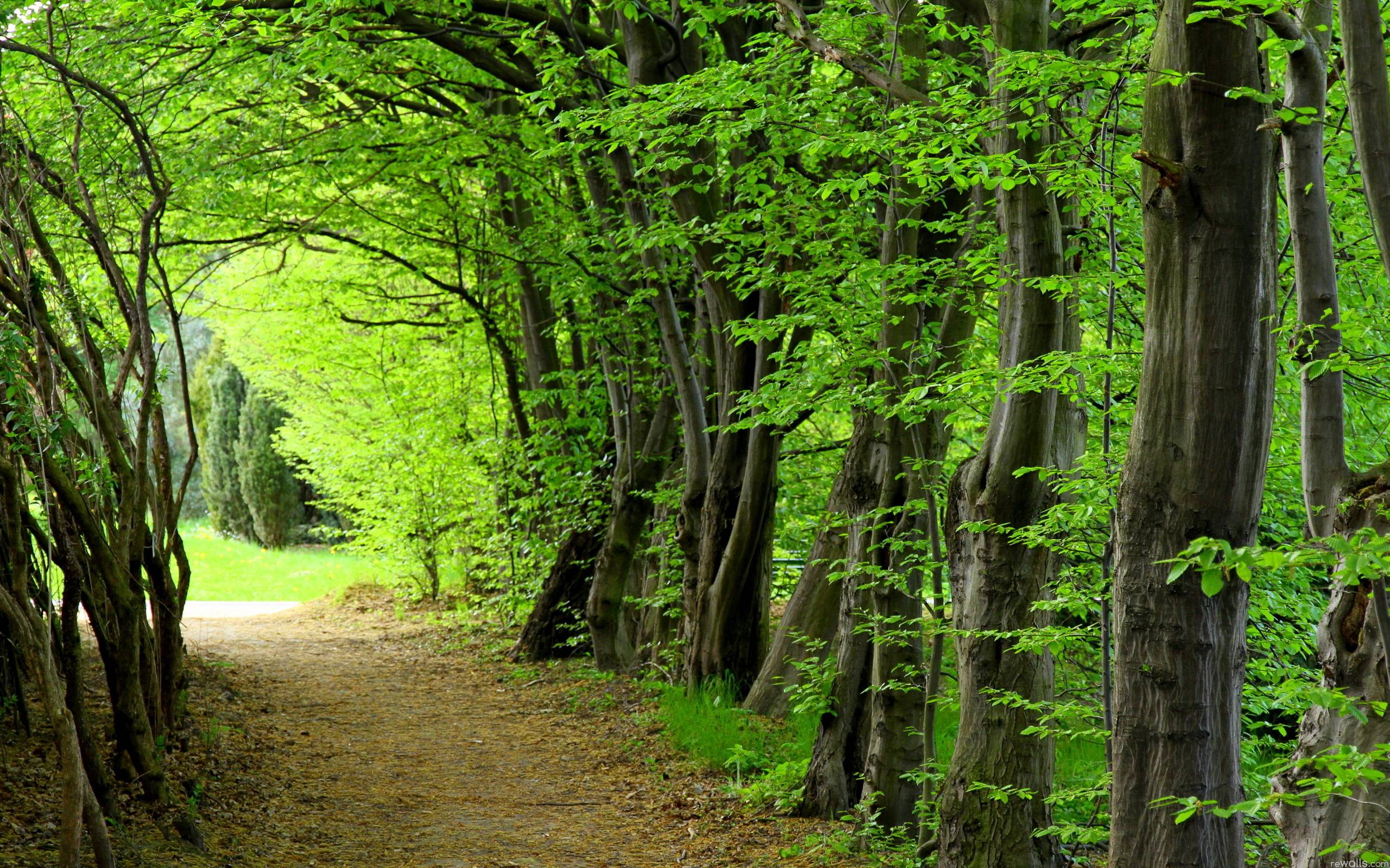 Download wallpaper forest, Trees, nature free desktop wallpaper