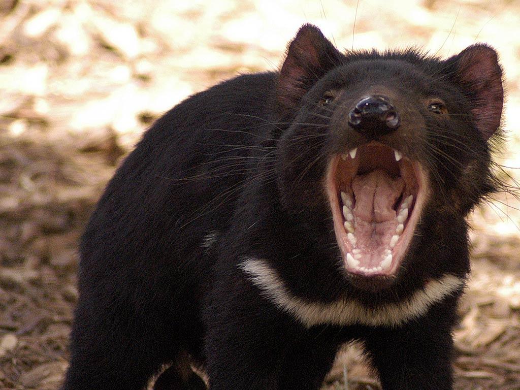 Tasmanian Devil Roar, Animals Wallpaper, HD phone wallpaper