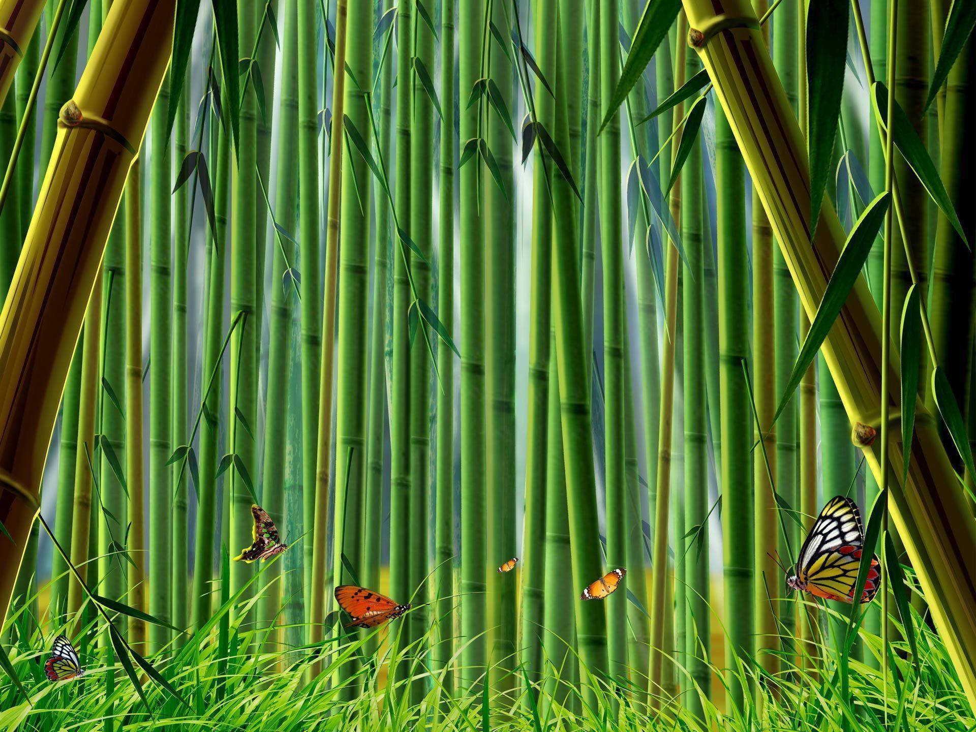 Bamboo Wallpaper Walls Wallpaper