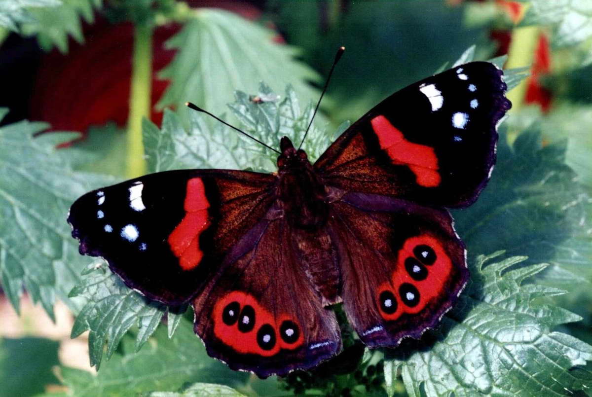 Red Butterfly Nature Wallpaper