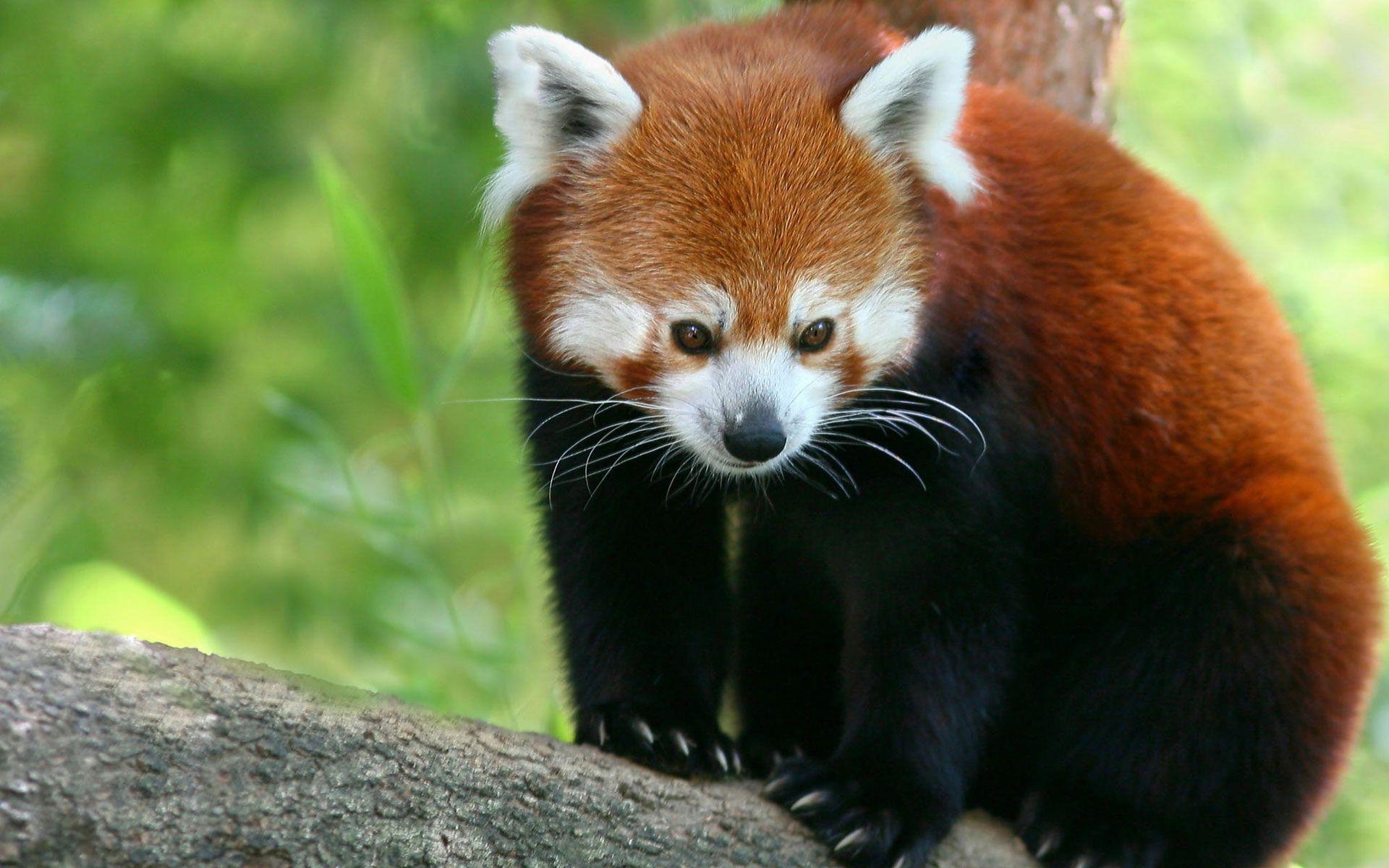Red Pandas Desktop Animals HD Free Wallpaper