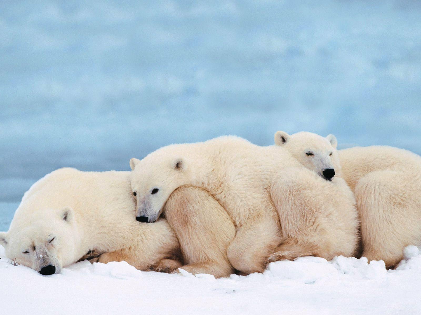 Beautiful Polar Bear Baby Amazing HD Wallpaper Free Download