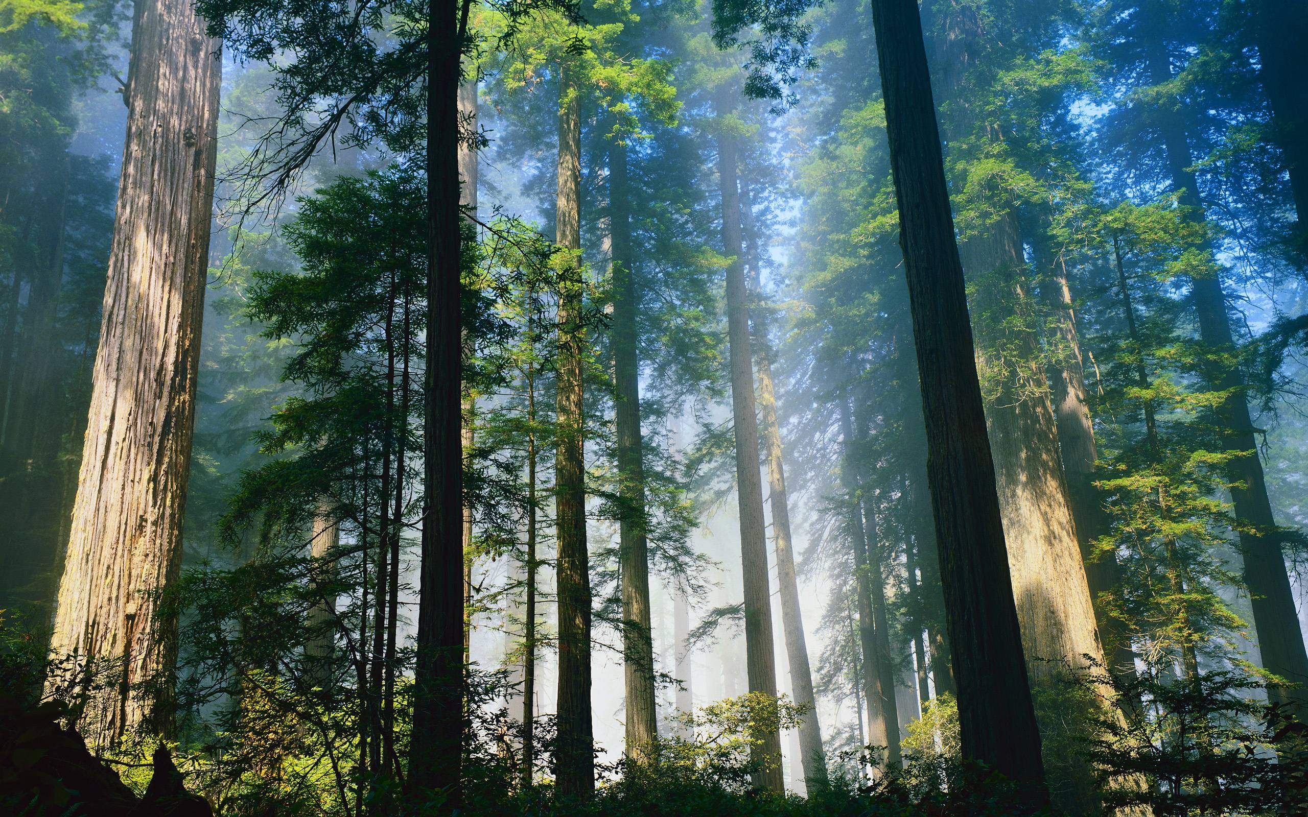 Daily Wallpaper: Redwood Forest. I Like To Waste My Time