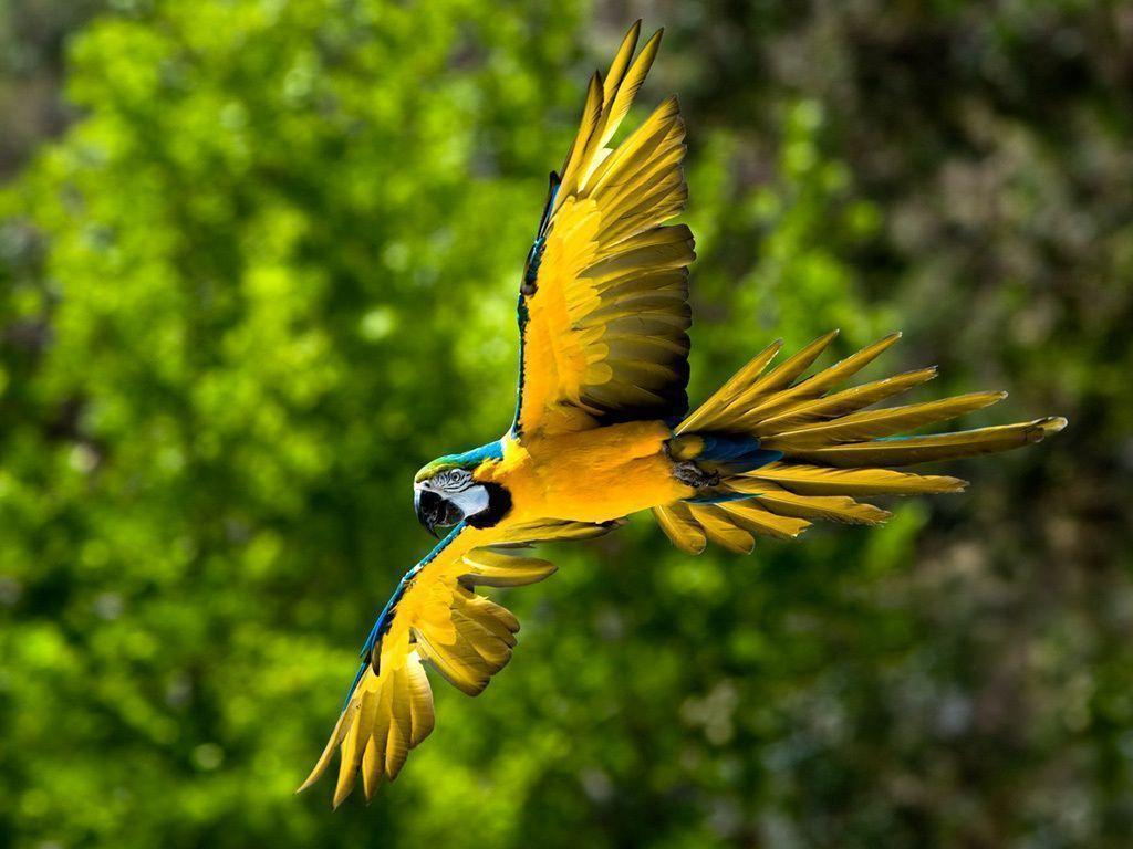 Blue And Yellow Macaw, Parrots And Butterflies Wallpaper