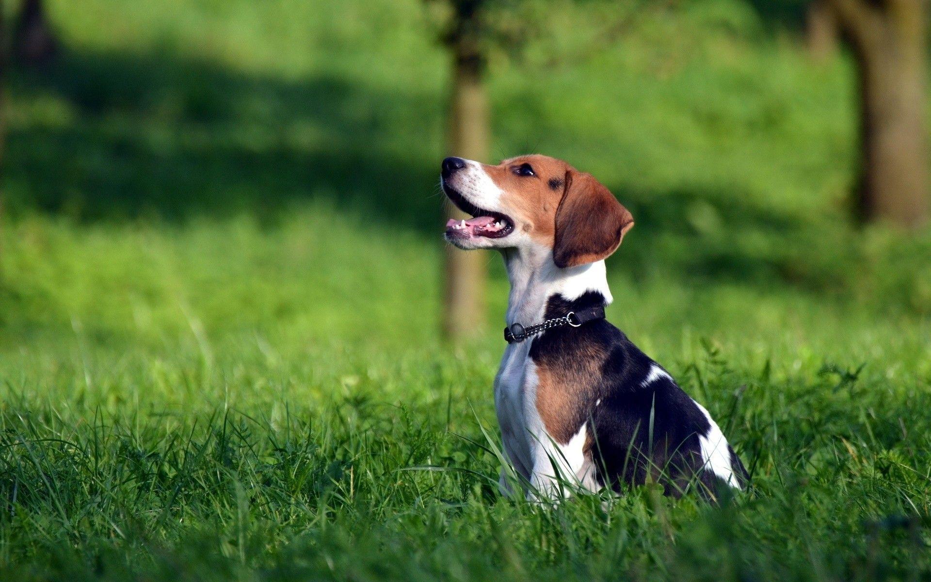 Beagle Dog HR