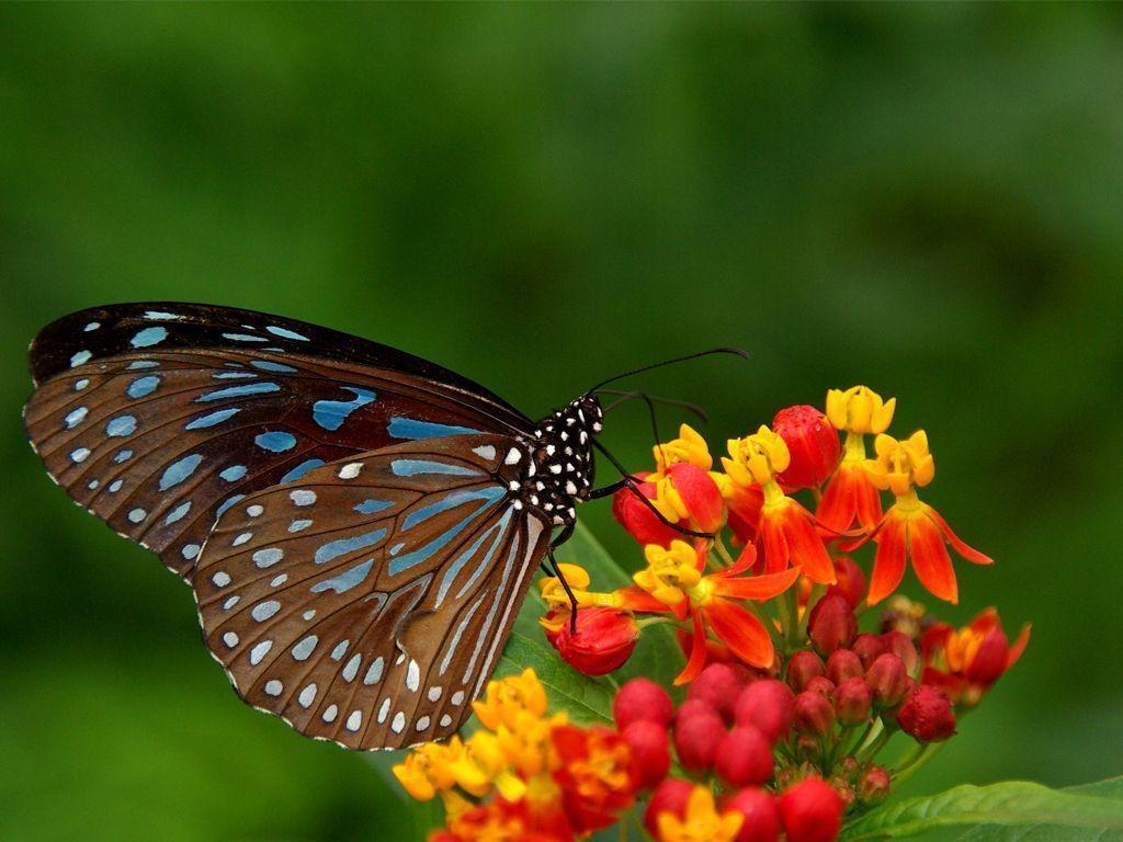 butterfly and flower wallpaper
