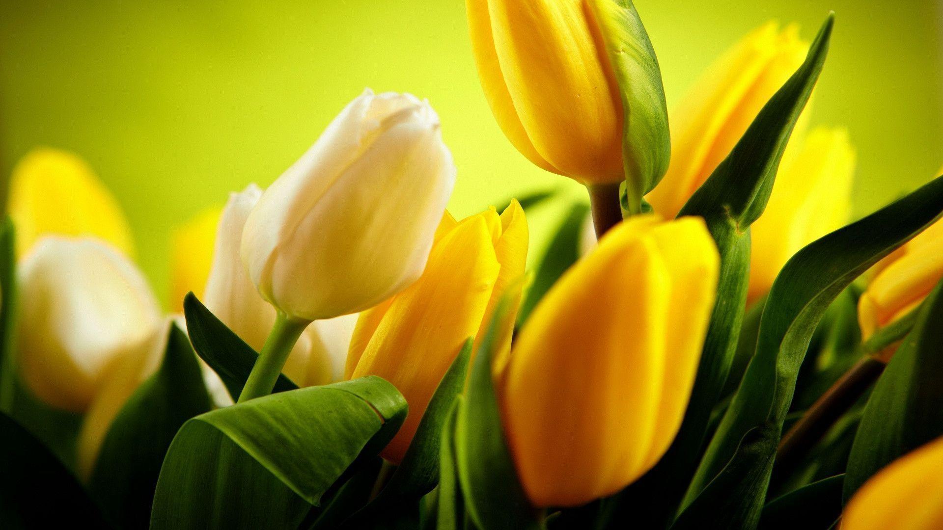 Tulips Yellow wallpaper