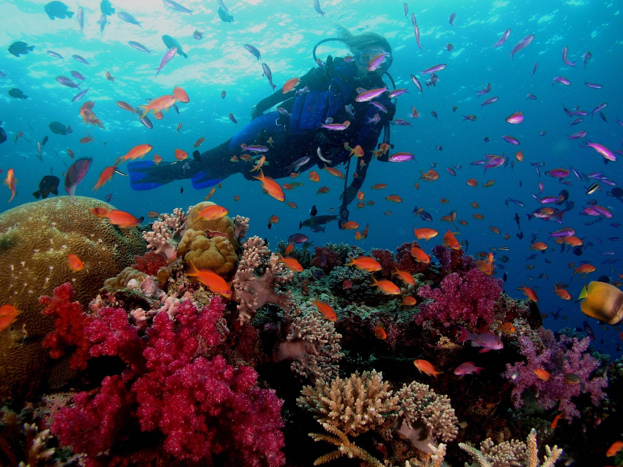 Scuba diving diver ocean sea underwater fish wallpaperx1920