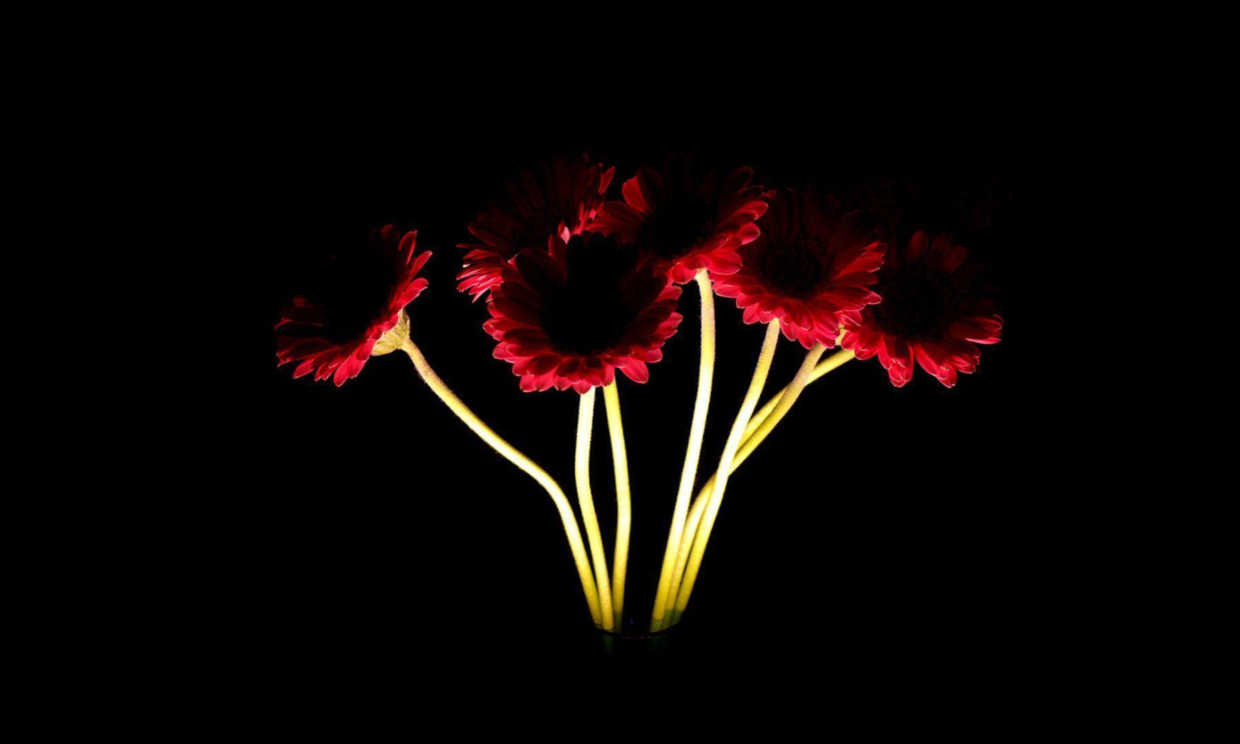 Light Painting Flower - Image And Wallpaper free to download