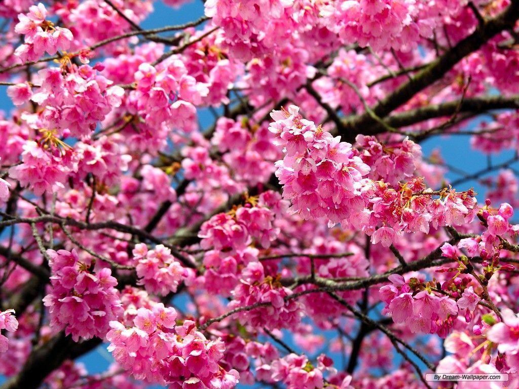 Cherry Blossom Flower Desktop Wallpaper for Free. HD Wallpaper