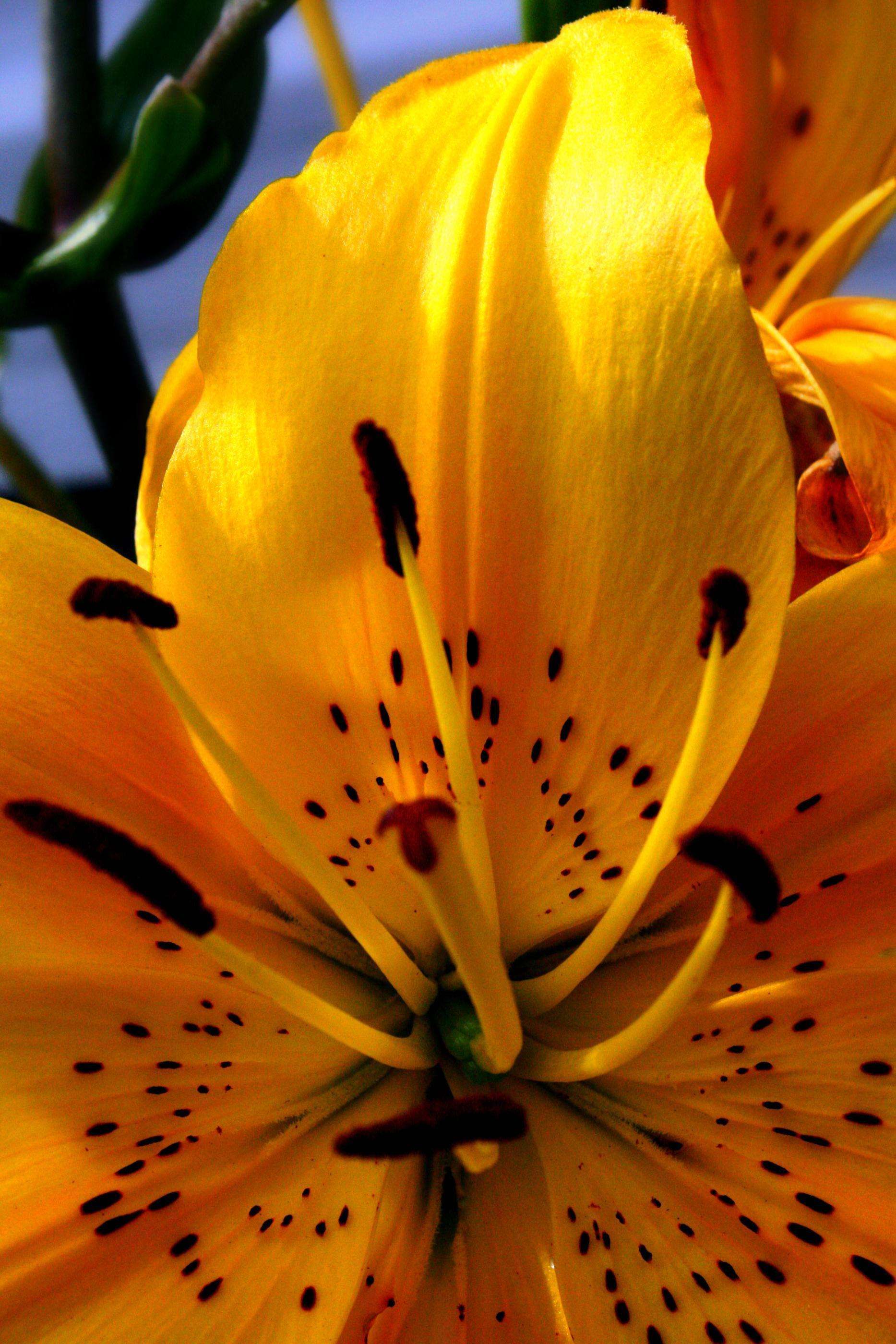 image For > Tiger Lily Wallpaper