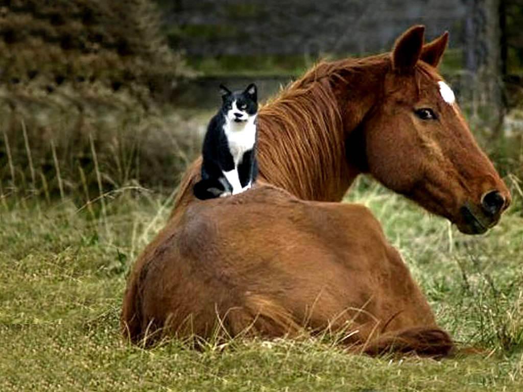 Cat And Horse Wallpaper 42190 High Resolution. download all free jpeg