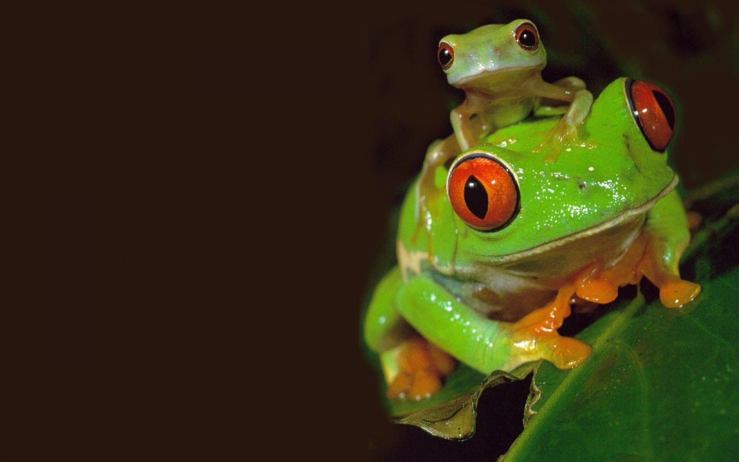 Green Frog background wallpaper