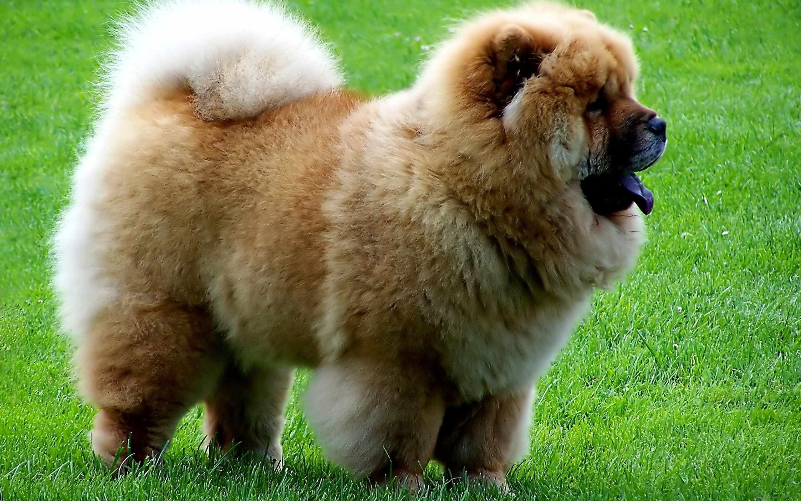 Chow Chow Dog Wallpaper. Chow Dog Picture
