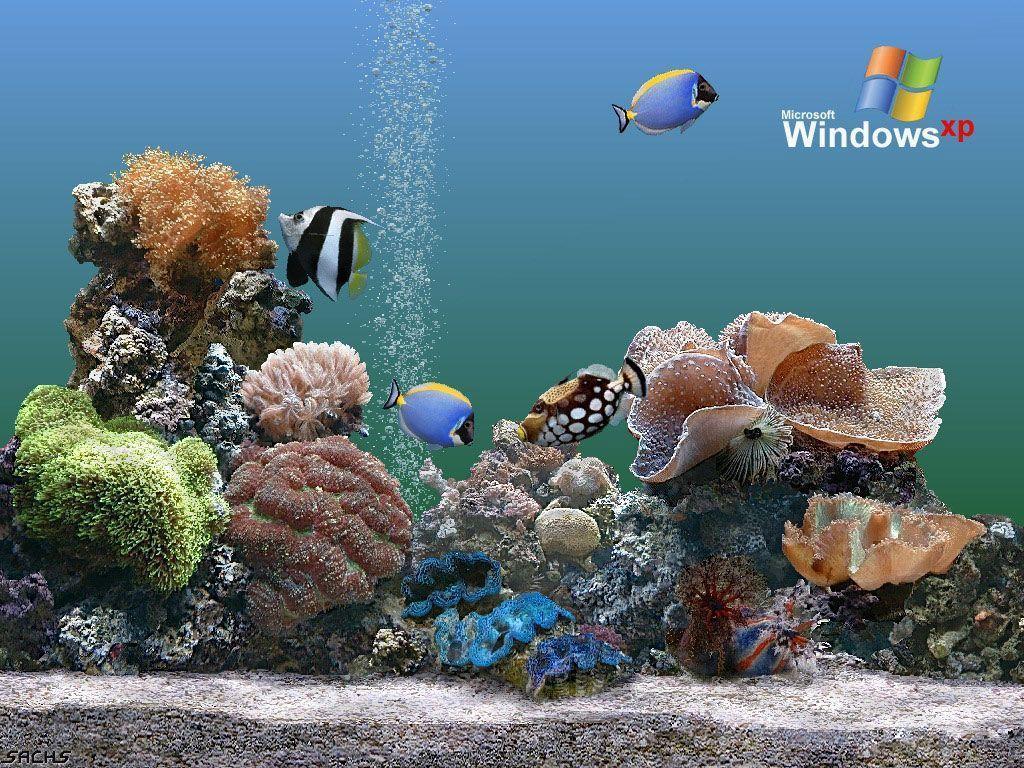 Desktop background // Computers // Windows XP // Windows aquarium