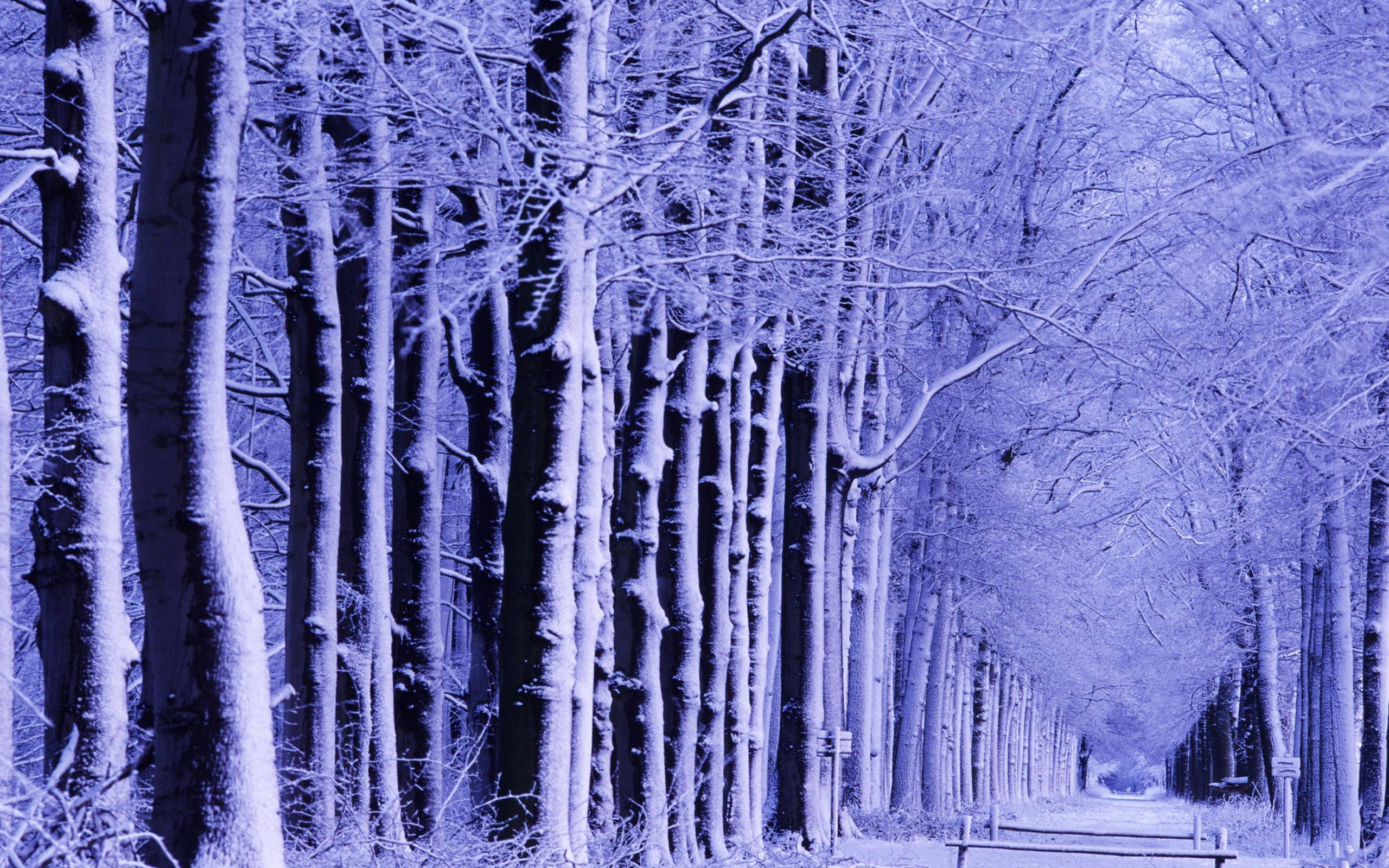 Wallpaper For > Winter Trees Wallpaper