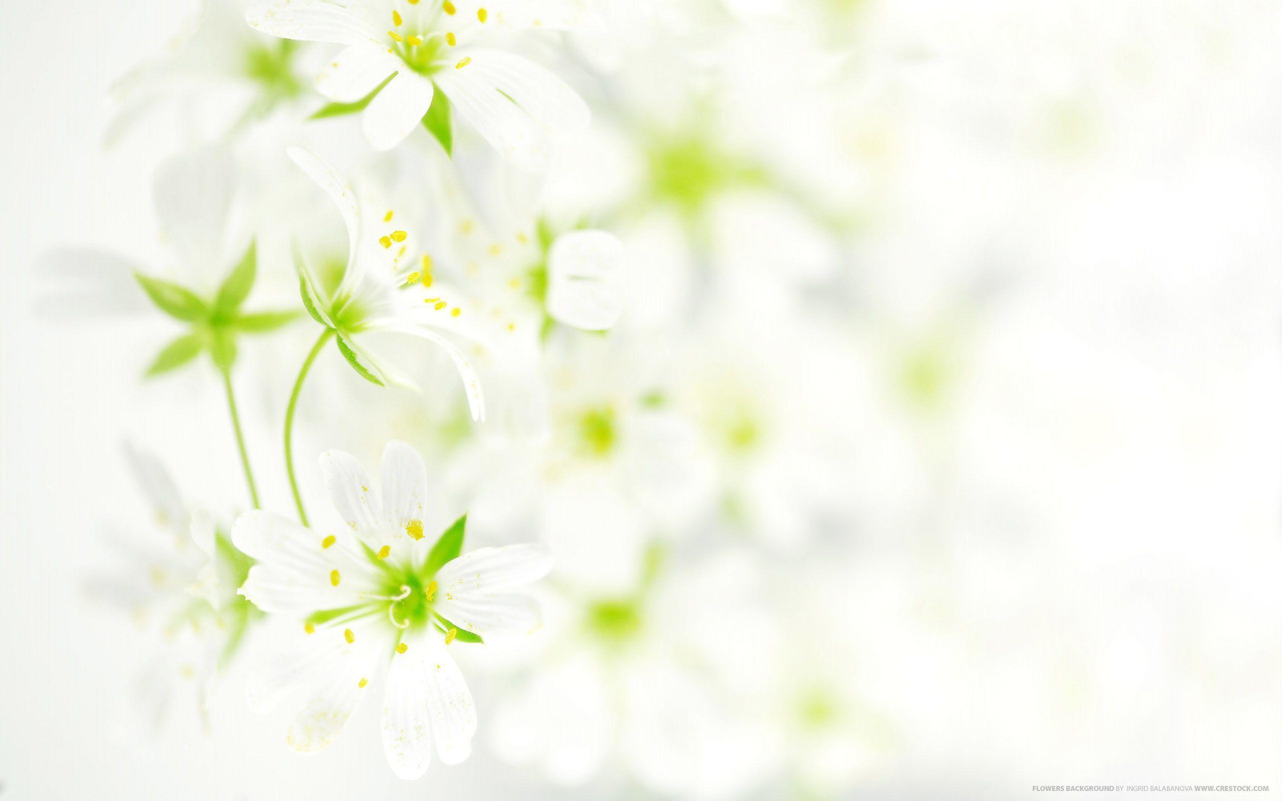 Flower Image With White Background Wallpaper. ForestHDWallpaper