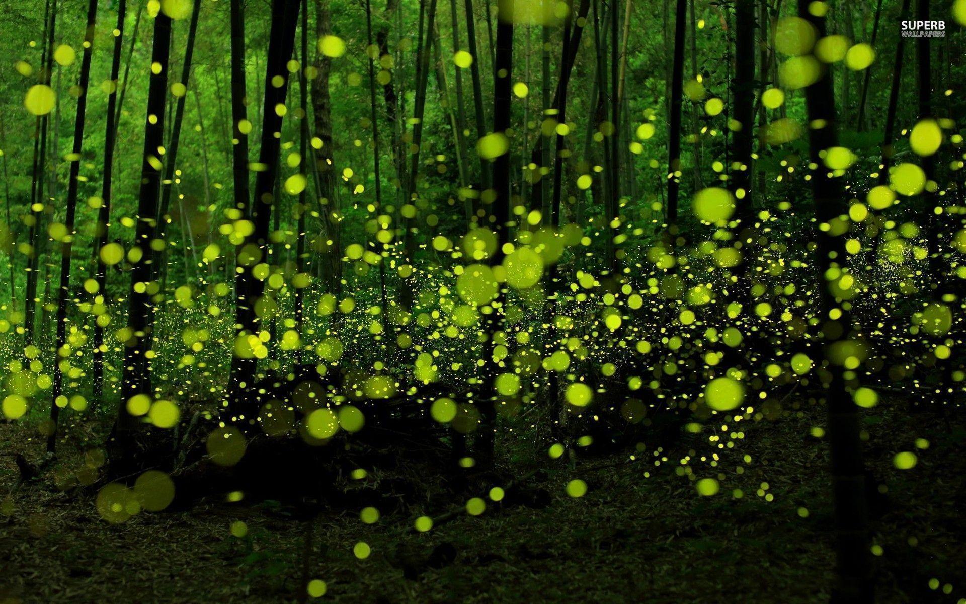 Fireflies Wallpaper HD wallpaper search