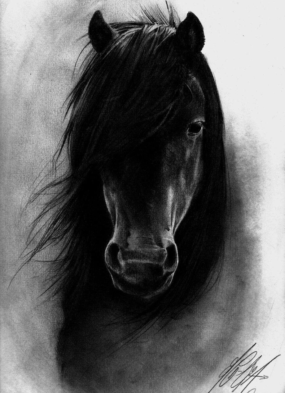 Black Horse 2 377578 High Definition Wallpaper. wallalay