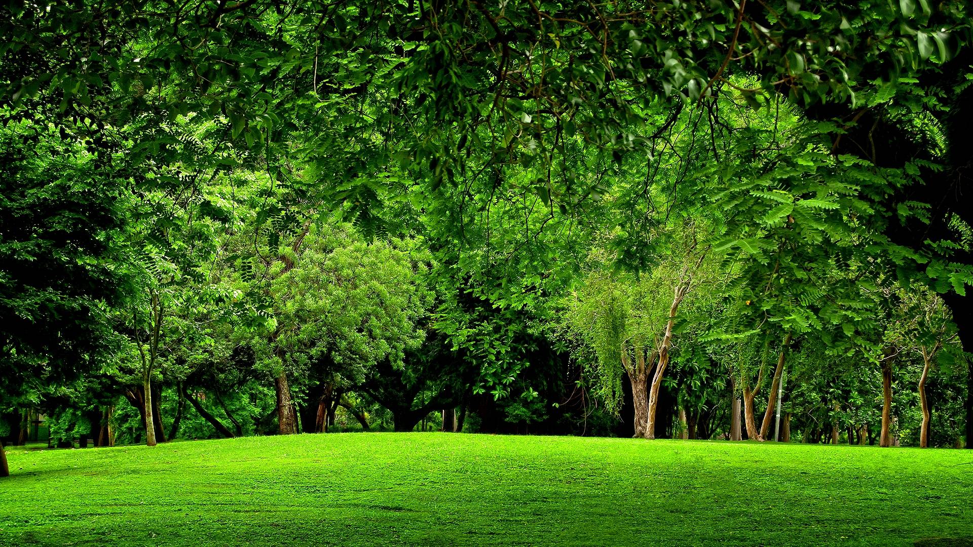 Wallpaper For > Green Forest Wallpaper HD