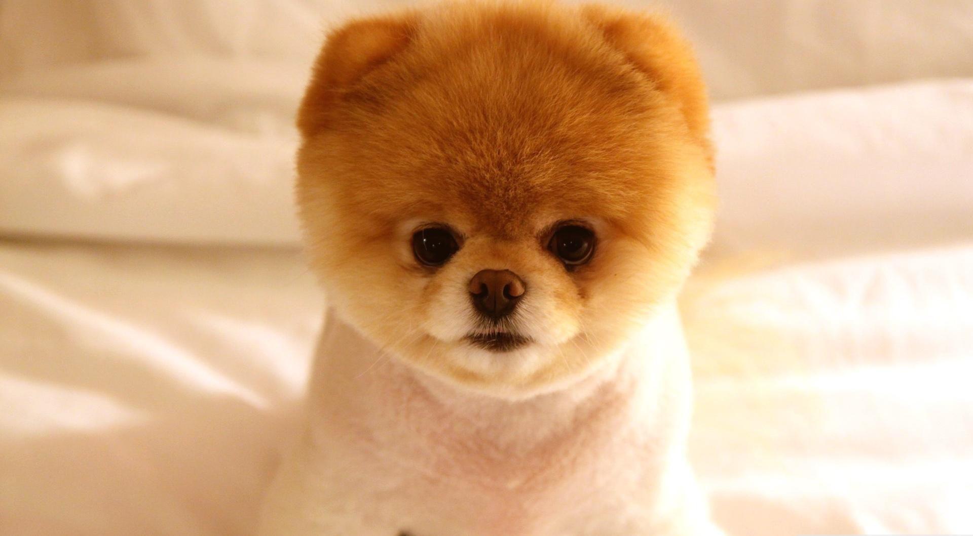 Cute Dog Boo 1920×1080 Picture